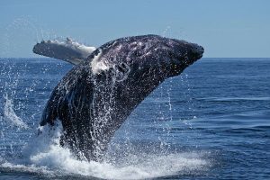 Cape Town Whale Watching