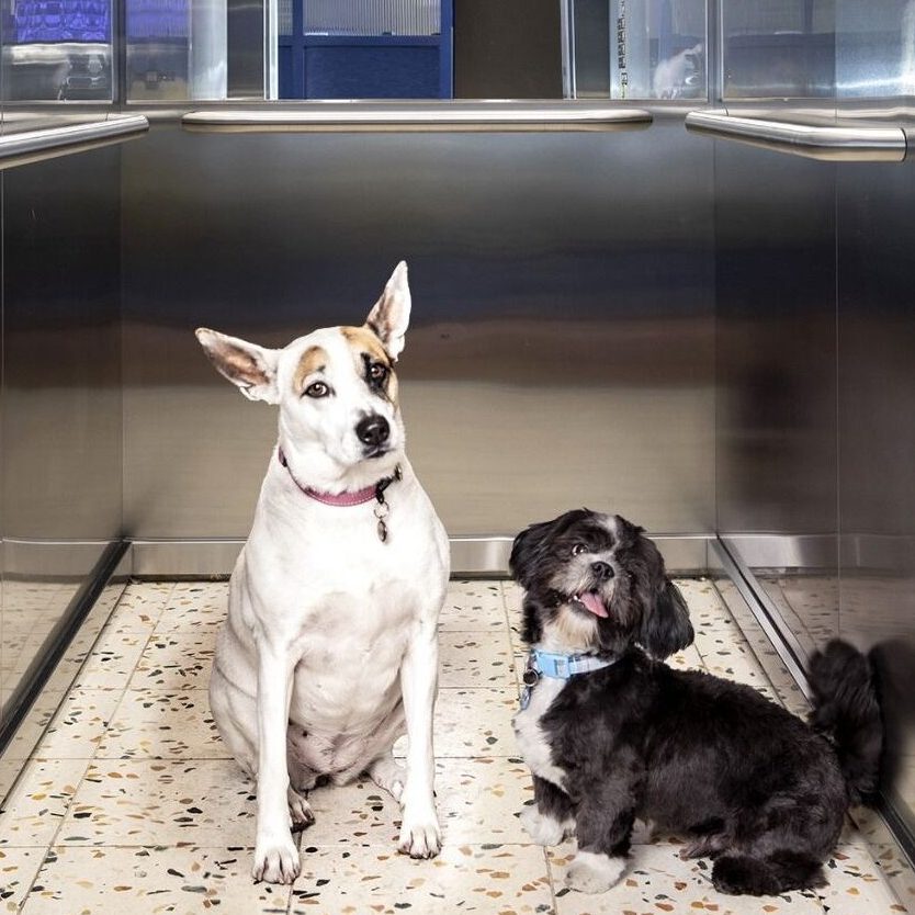 Pet Friendly Home Suite Hotels Sea Point