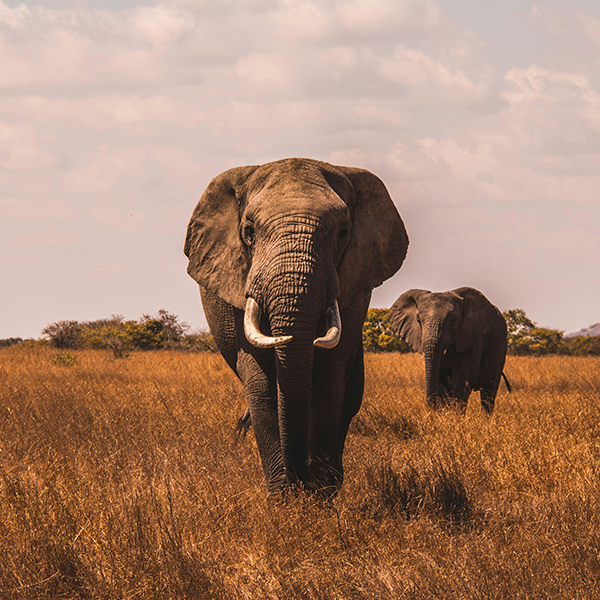 Home Suite Hotel Experiences