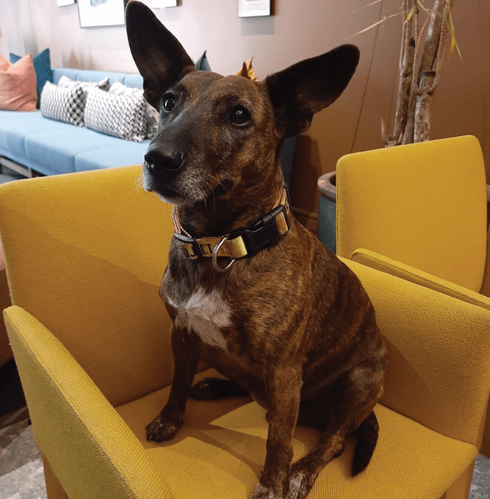 The Happy Pet Syndrome